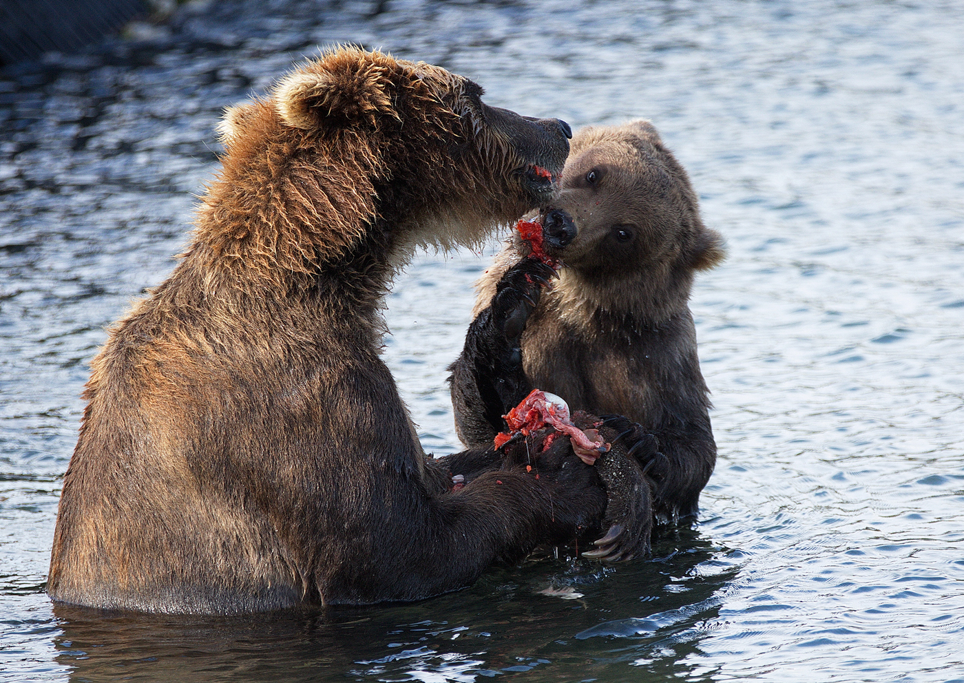 Eat, son! - The Bears, , A fish, Animals, Milota