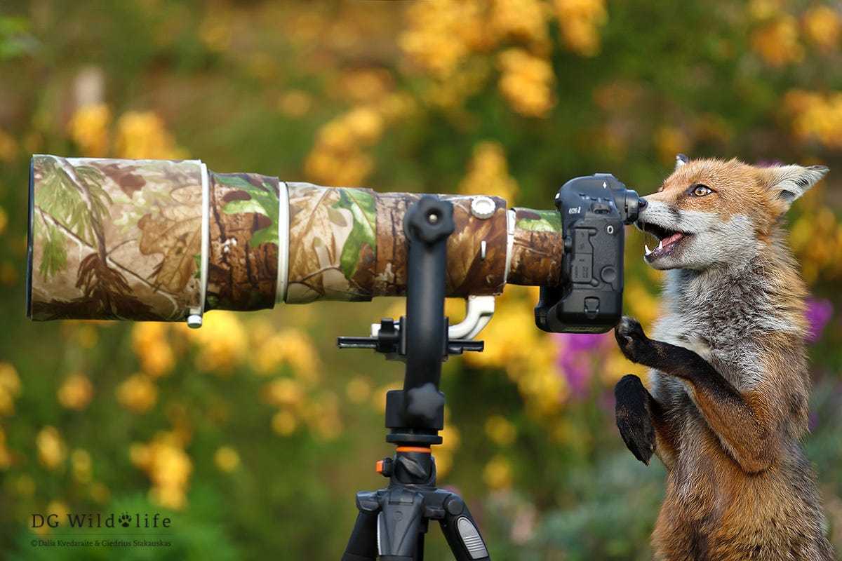 Say cheese! - Fox, Fyr, Camera, The photo