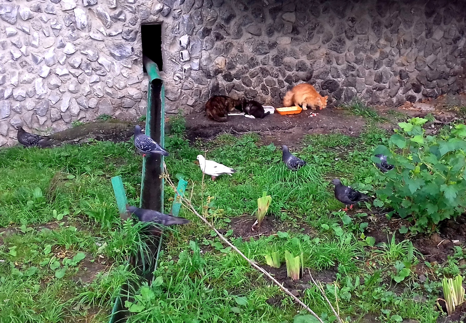 pigeon hunting - My, cat, Pigeon, Courtyard, , The photo