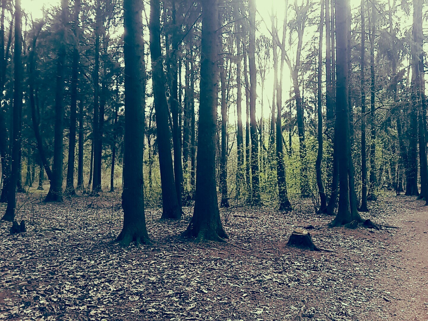 Beauty is in the details [6] - My, Nature, Republic of Belarus, Tree, Minsk Sea, Longpost