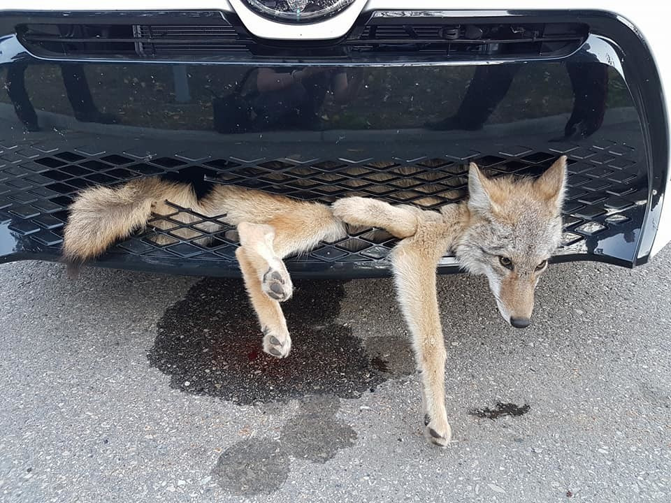 Coyote hit by car stuck in grille - Crash, Coyote, Longpost