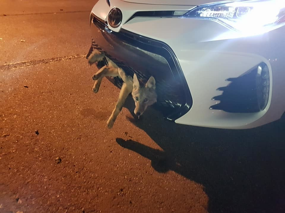 Coyote hit by car stuck in grille - Crash, Coyote, Longpost