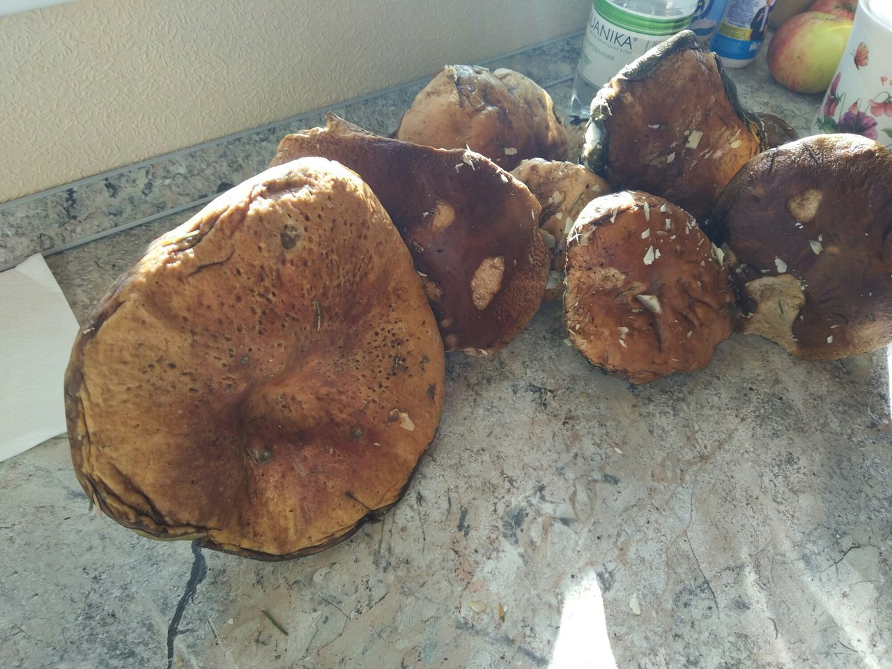 Mushroom trip report - My, Mushrooms, Silent hunt, Honey mushrooms, Longpost