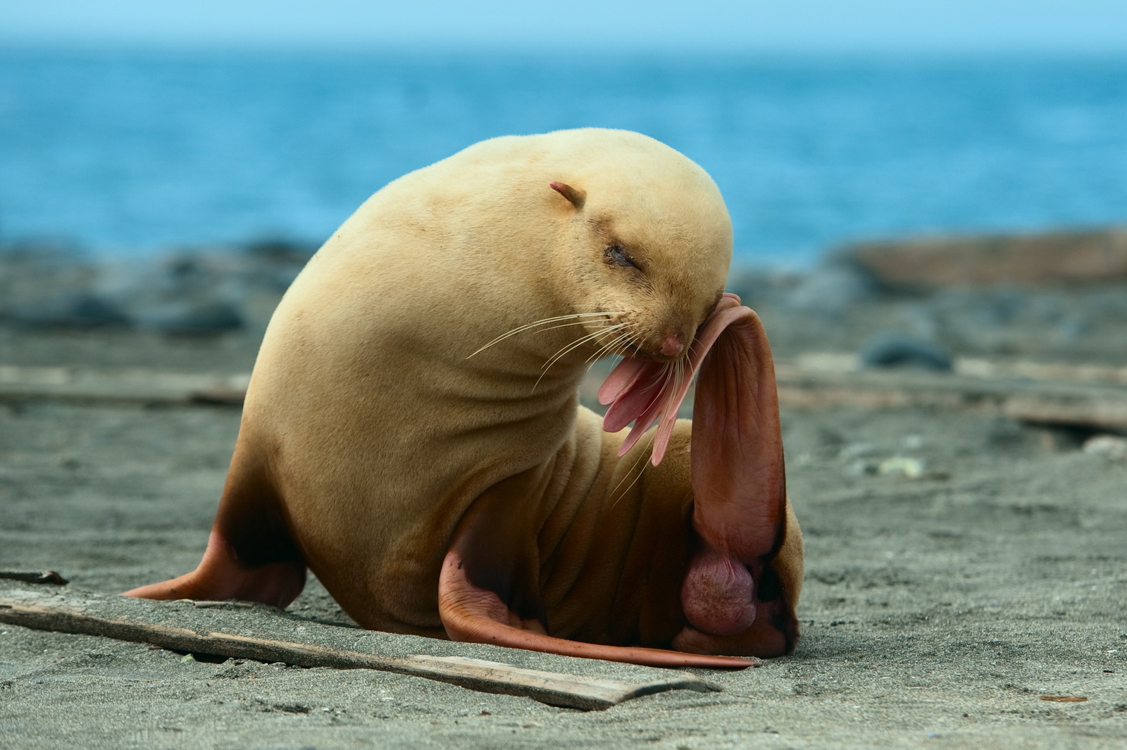 Fur seal. - The photo, Fur seal