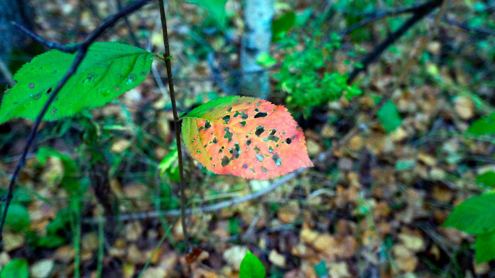 Autumn forest - My, Longpost, The photo, Nature, Mushrooms, Forest, Autumn