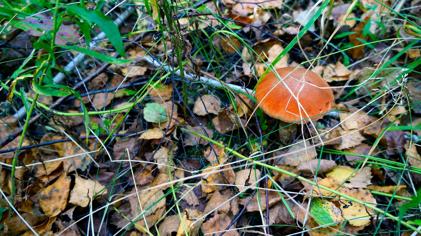 Autumn forest - My, Longpost, The photo, Nature, Mushrooms, Forest, Autumn