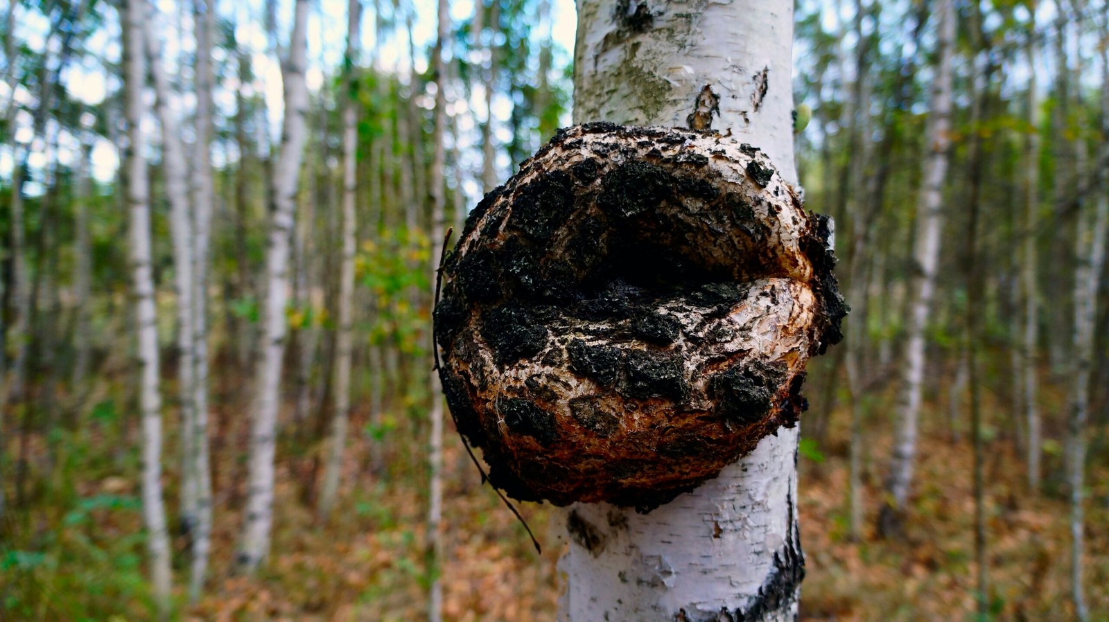 Autumn forest - My, Longpost, The photo, Nature, Mushrooms, Forest, Autumn