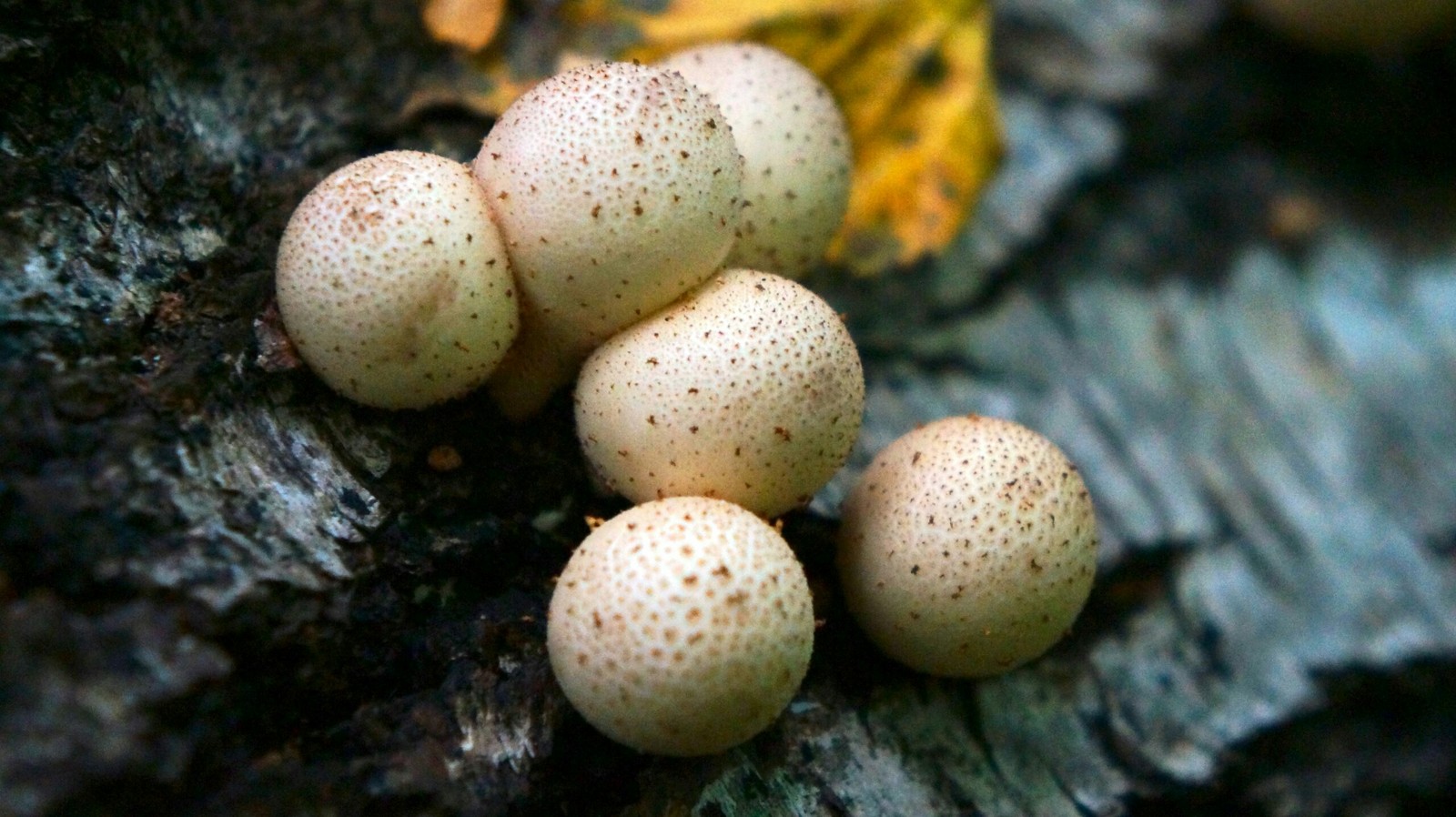 Autumn forest - My, Longpost, The photo, Nature, Mushrooms, Forest, Autumn