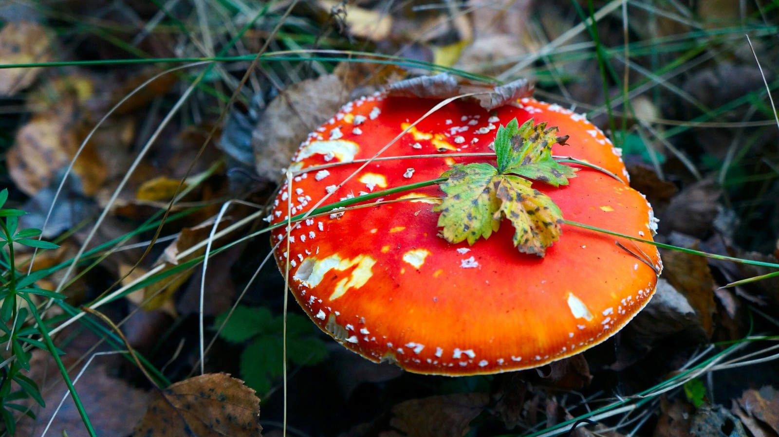 Autumn forest - My, Longpost, The photo, Nature, Mushrooms, Forest, Autumn