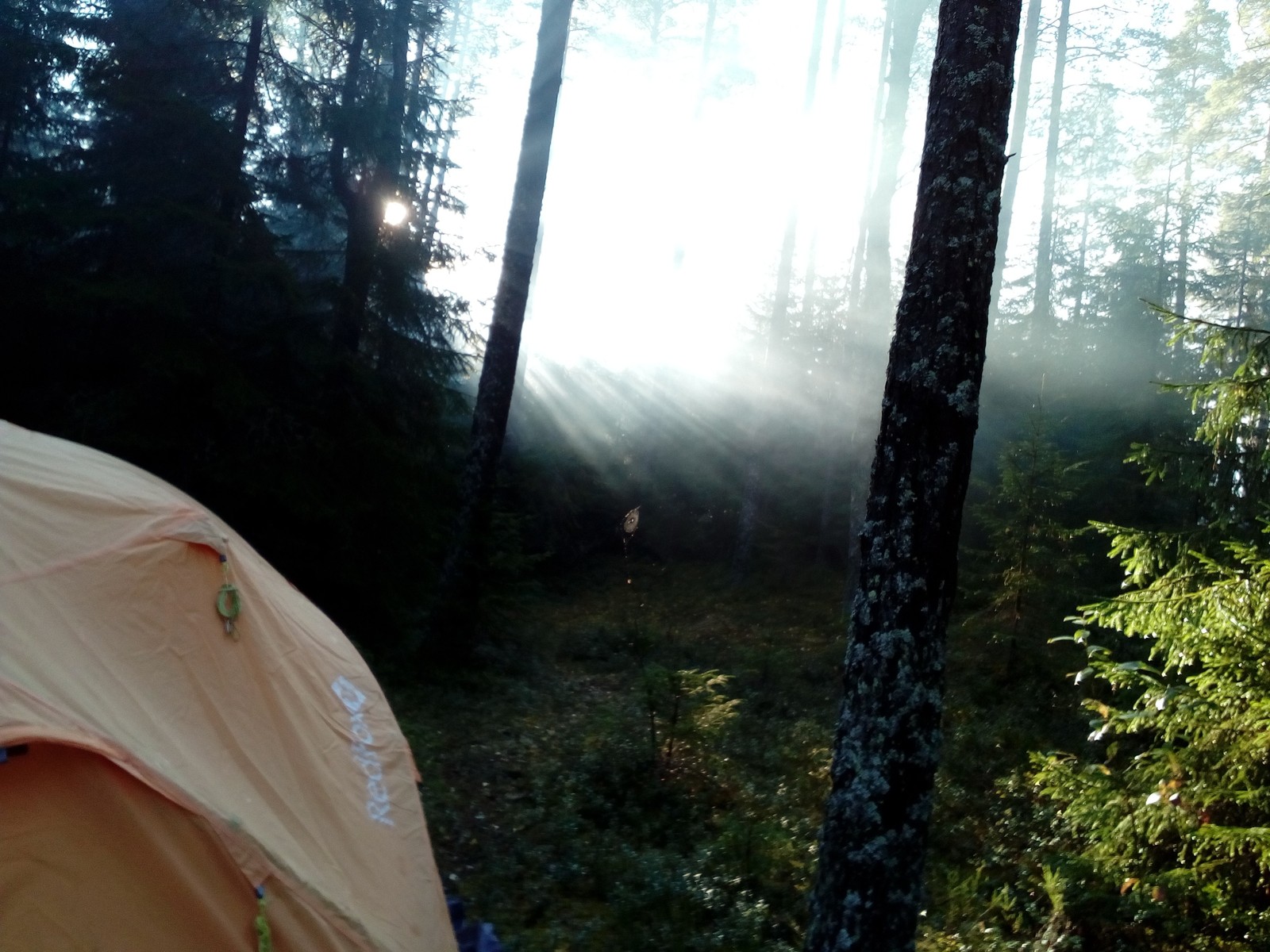 Morning in the forest - My, Forest, The photo, How does the morning begin?, Leningrad region, Longpost