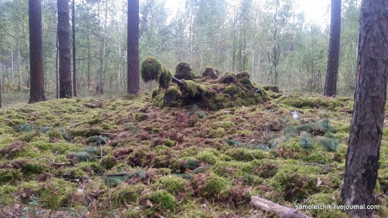 There is a sea of ??mushrooms in the forest near Borisov! - Weapon, West-2017, Forest, Mushrooms, Longpost