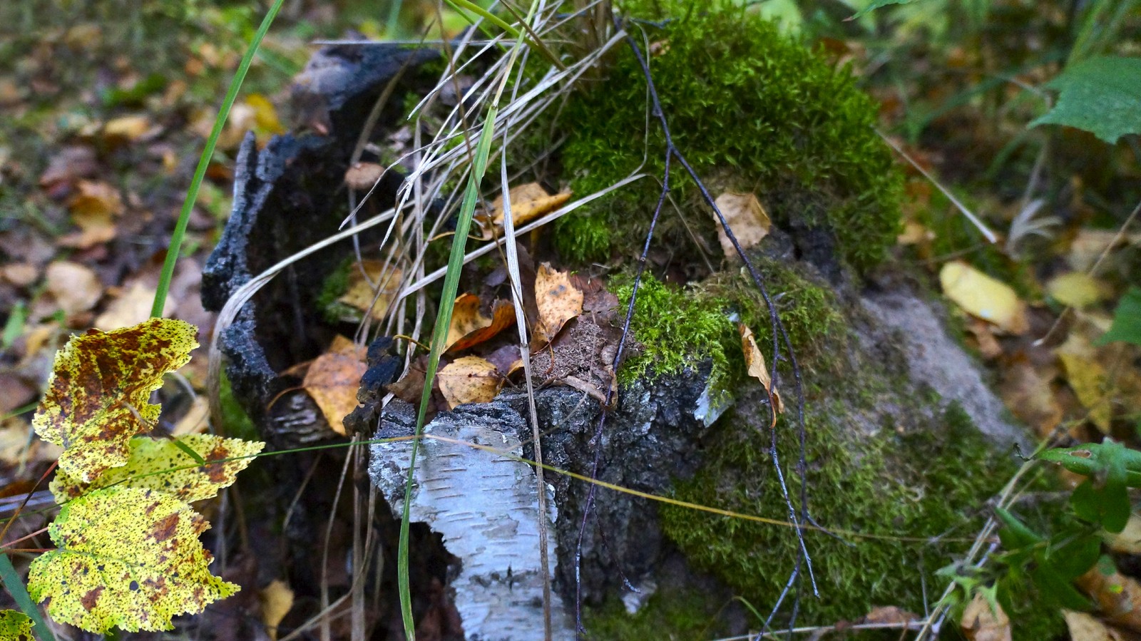 Autumn forest - My, Longpost, The photo, Nature, Mushrooms, Forest, Autumn