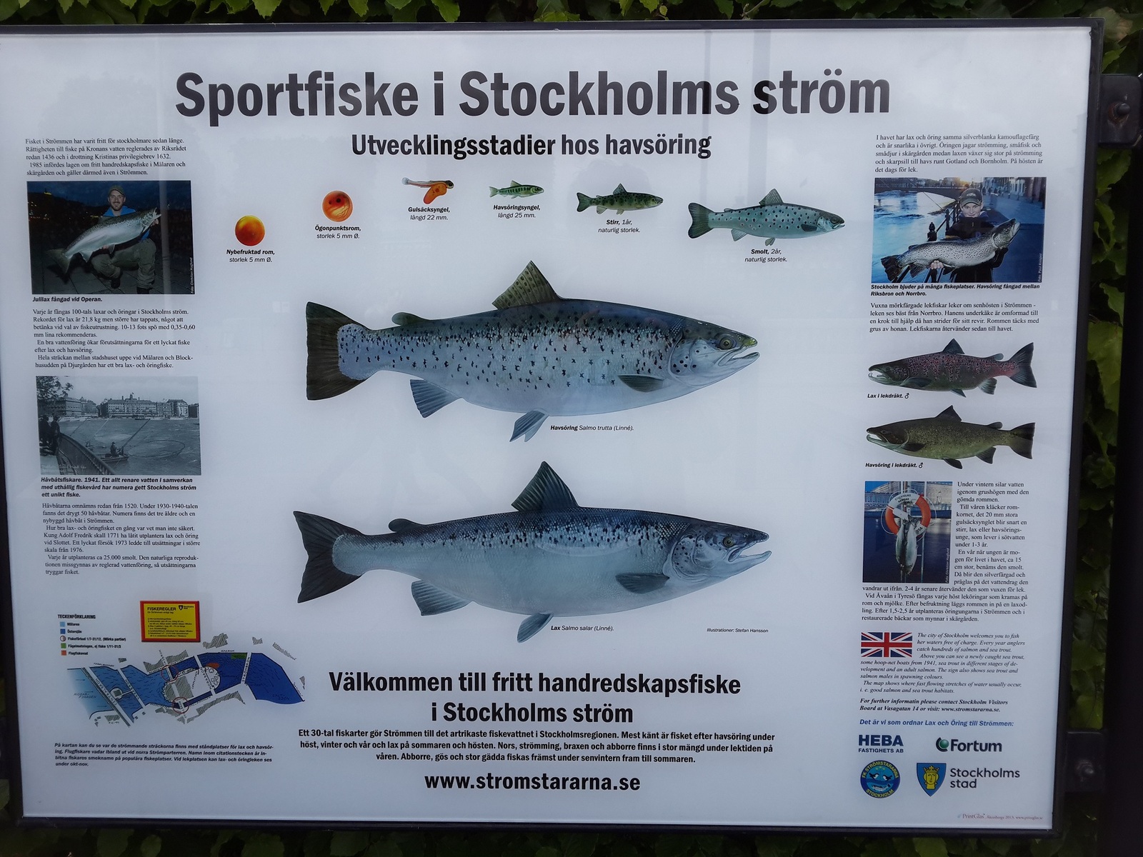 Fishing in Stockholm - Salmon, Trout, Stockholm, Fishing, A fish, Fishing rod