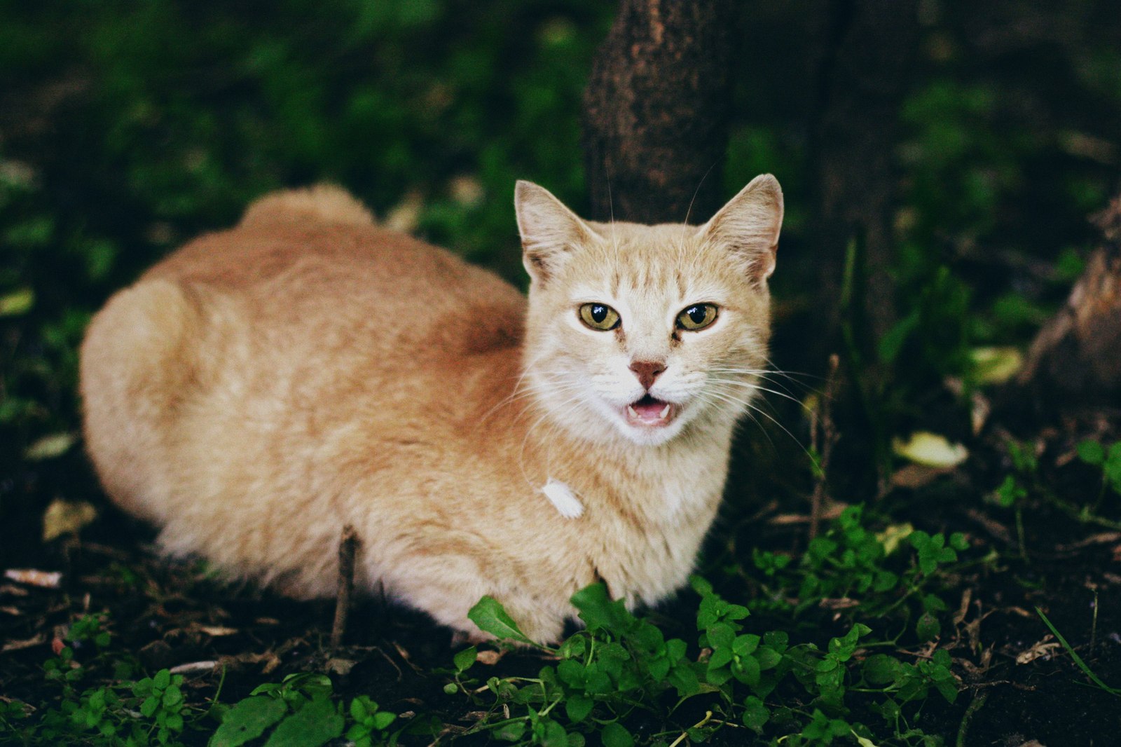 Уличные коты Оксаны Акерманн (часть 6) - Моё, Кот, Уличные кошки, Котыакерманн, Оксана акерманн, Улица, Россия, Бездомные, Длиннопост