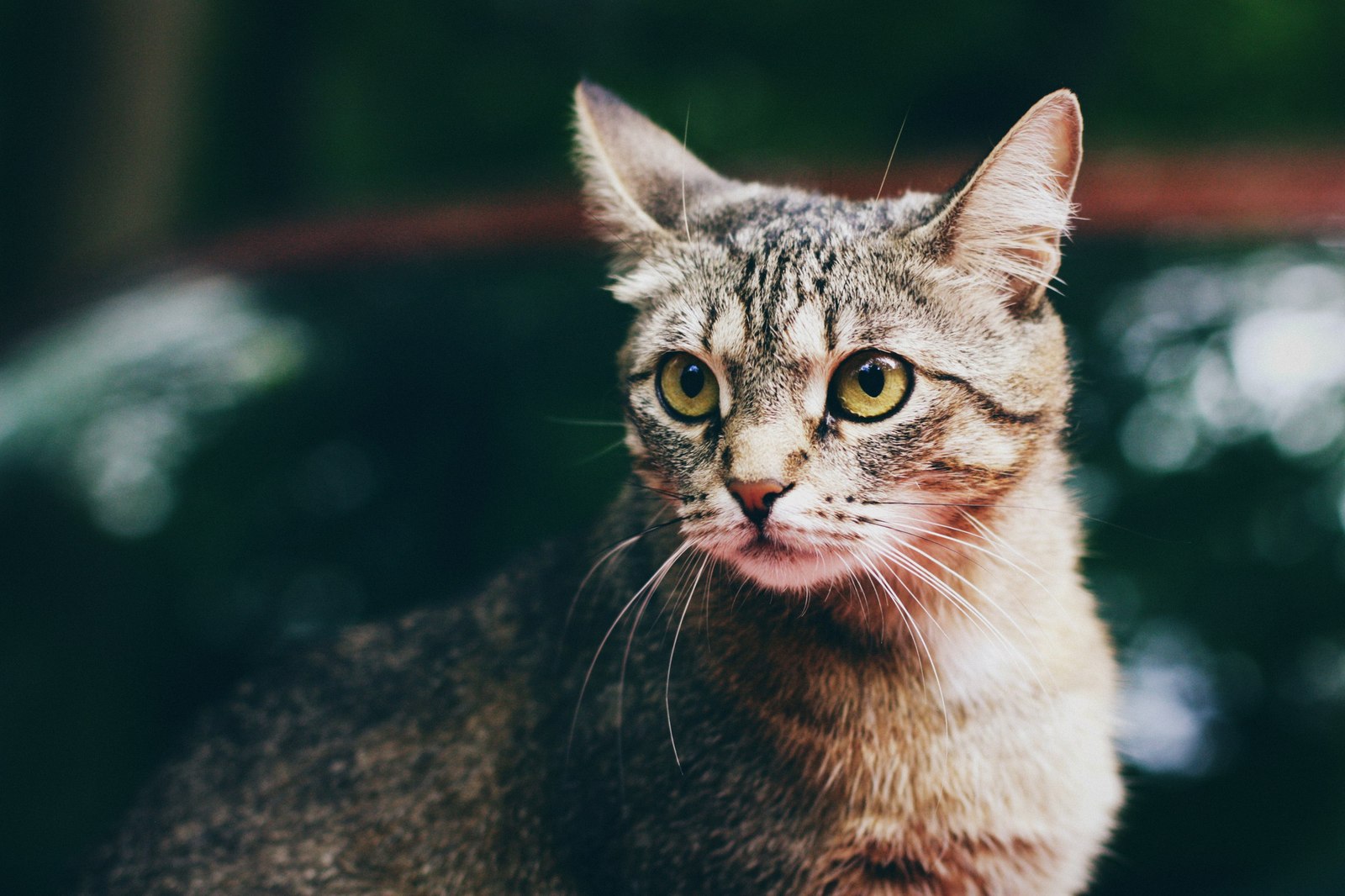 Уличные коты Оксаны Акерманн (часть 6) - Моё, Кот, Уличные кошки, Котыакерманн, Оксана акерманн, Улица, Россия, Бездомные, Длиннопост