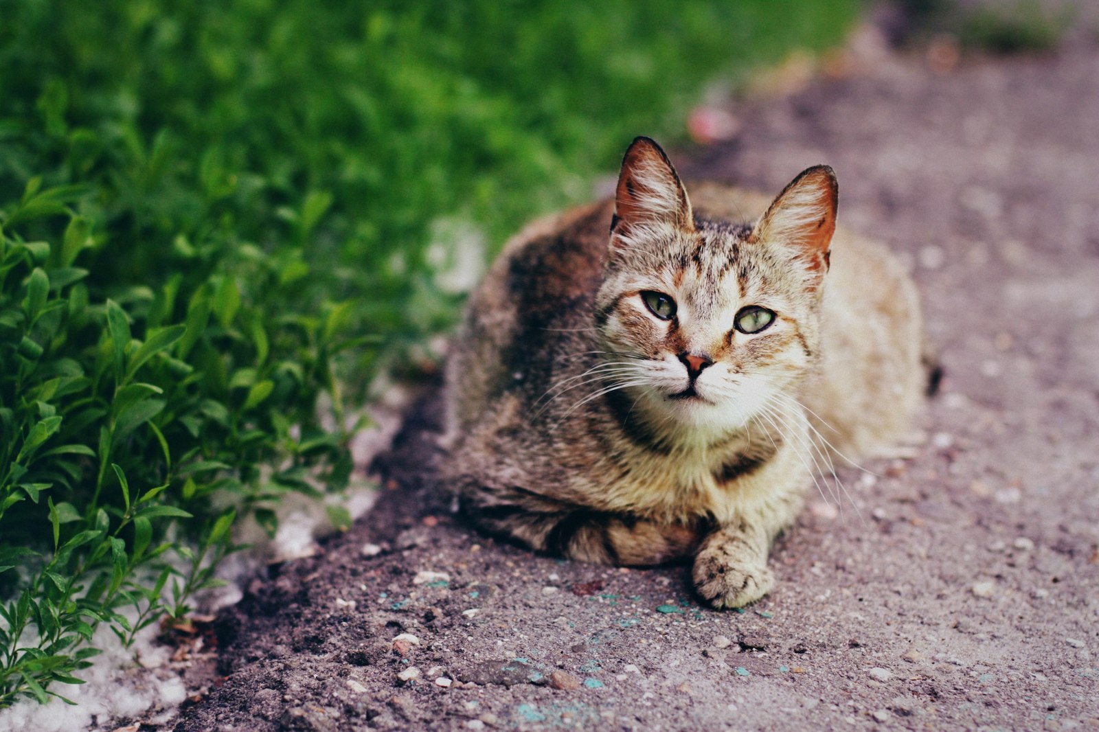 Уличные коты Оксаны Акерманн (часть 6) - Моё, Кот, Уличные кошки, Котыакерманн, Оксана акерманн, Улица, Россия, Бездомные, Длиннопост