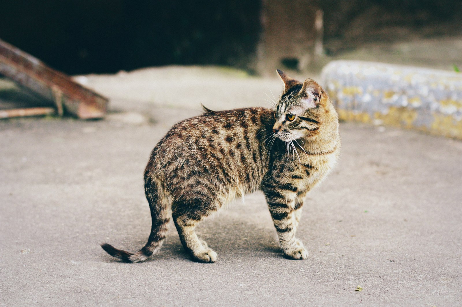 Уличные коты Оксаны Акерманн (часть 6) - Моё, Кот, Уличные кошки, Котыакерманн, Оксана акерманн, Улица, Россия, Бездомные, Длиннопост