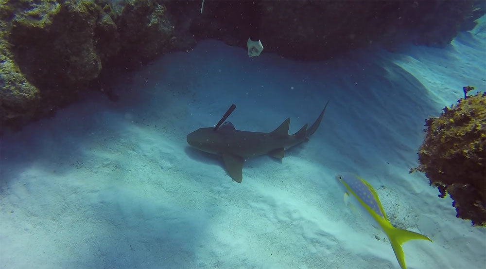 Shock Case: Shark with a knife in his head - Knife, Head, Shark, Diving, Cayman islands, Horror, Longpost