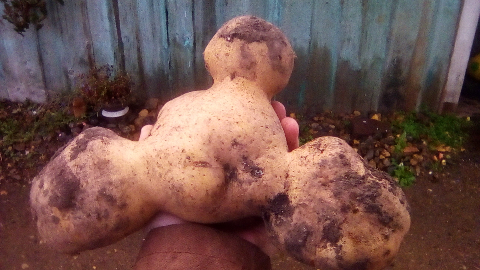 Sharypov mutant - My, Potato, Mutant