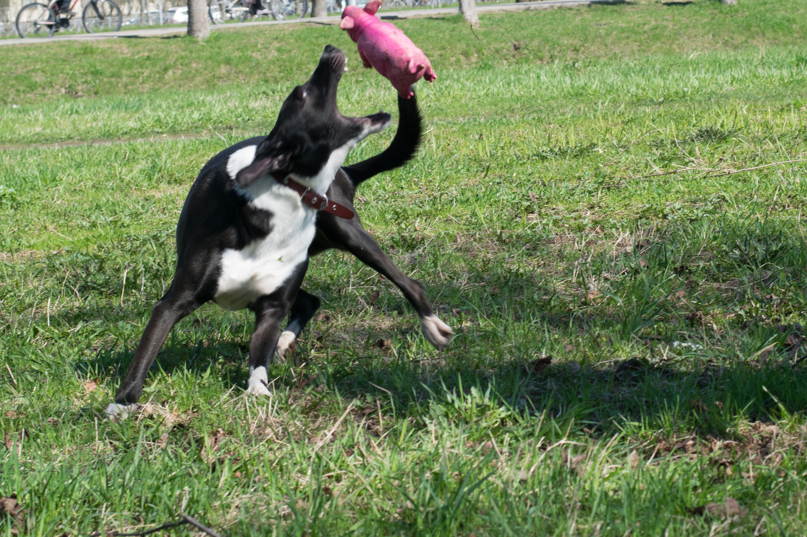 Summer walk - My, Dog lovers, Dog, Pet, Longpost, Pets