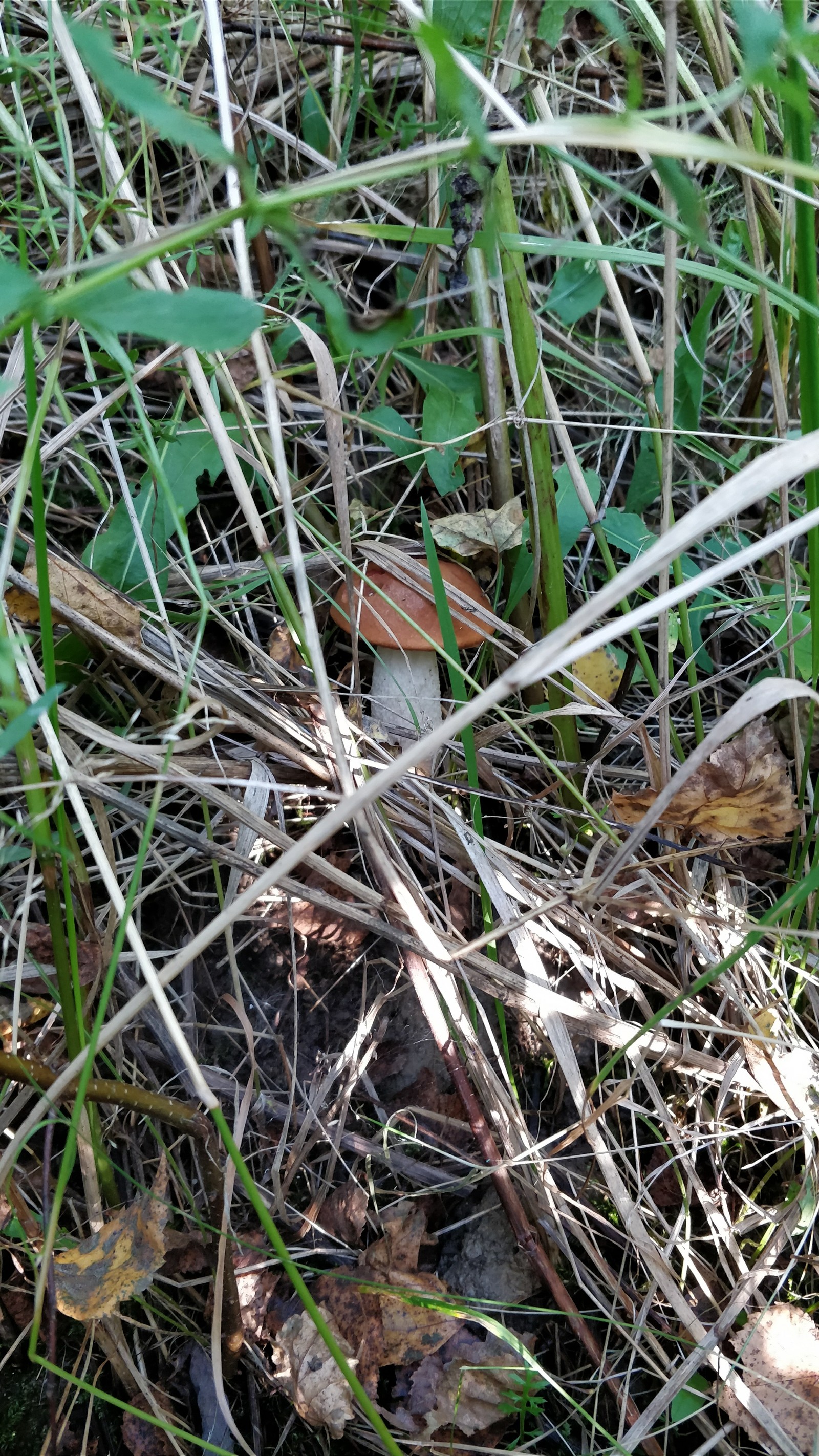 How nice it is to push the dry grass and find under it... - My, Mushrooms, Forest