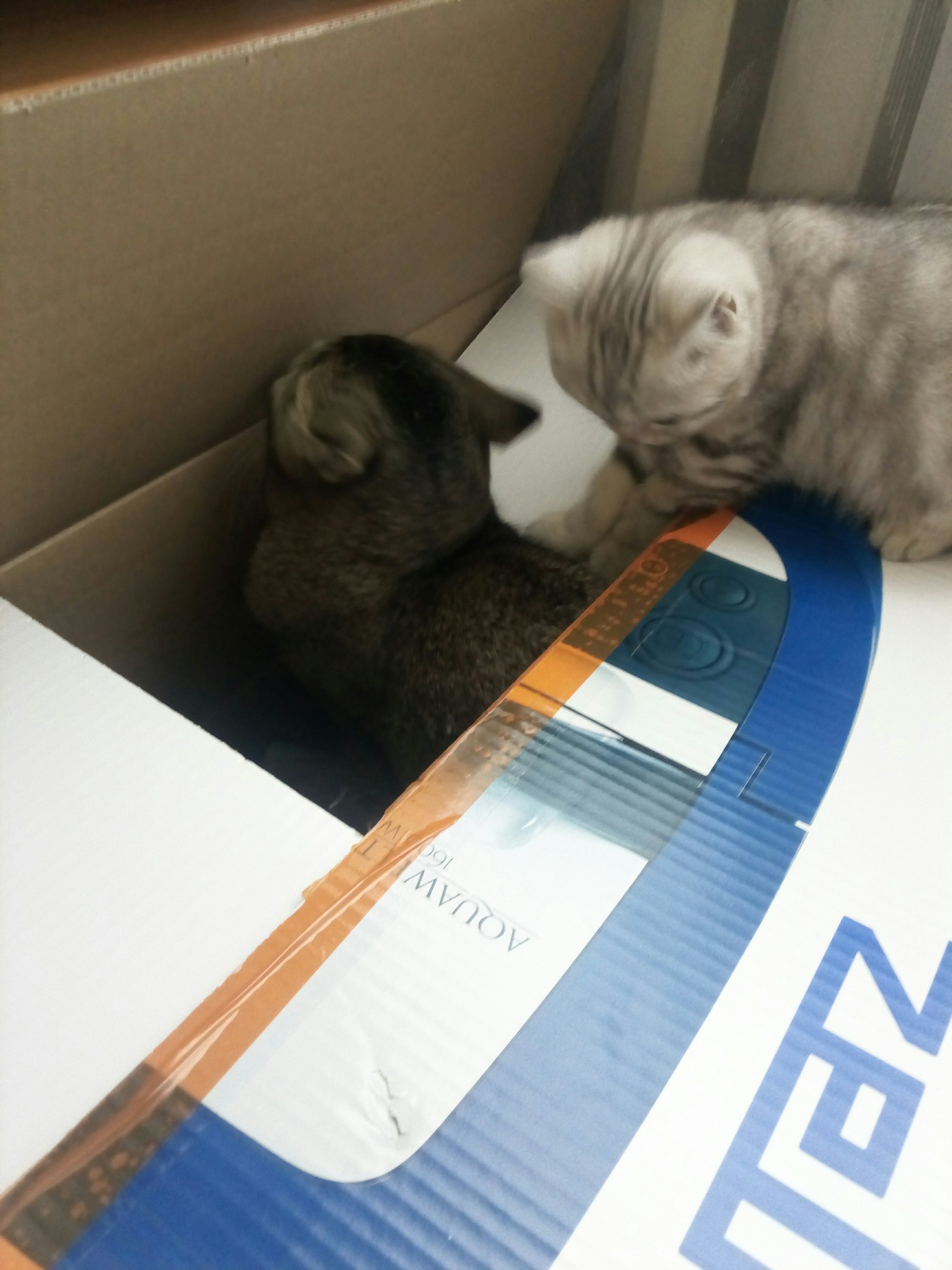 New toy - My, cat, cat family, Longpost