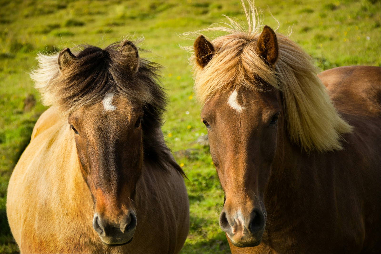 The beauty of Icelandic horses - My, Iceland, Horses, beauty, Longpost