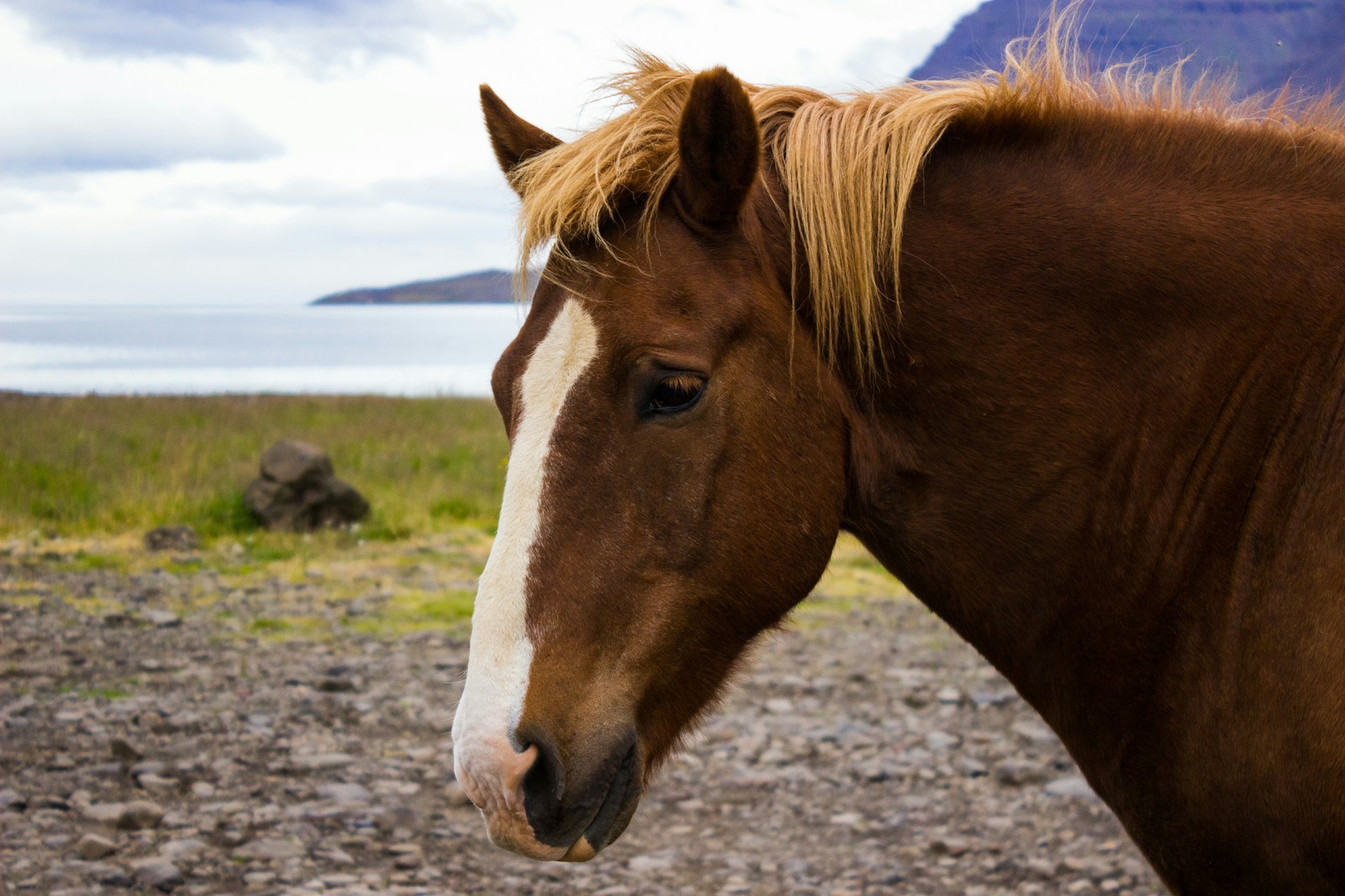 The beauty of Icelandic horses - My, Iceland, Horses, beauty, Longpost