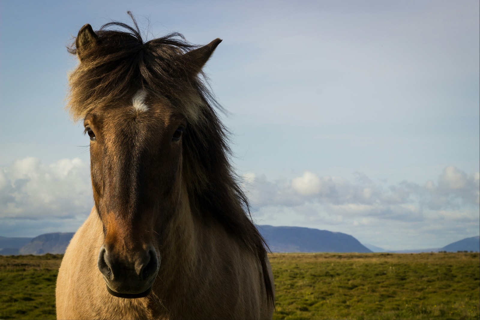 The beauty of Icelandic horses - My, Iceland, Horses, beauty, Longpost