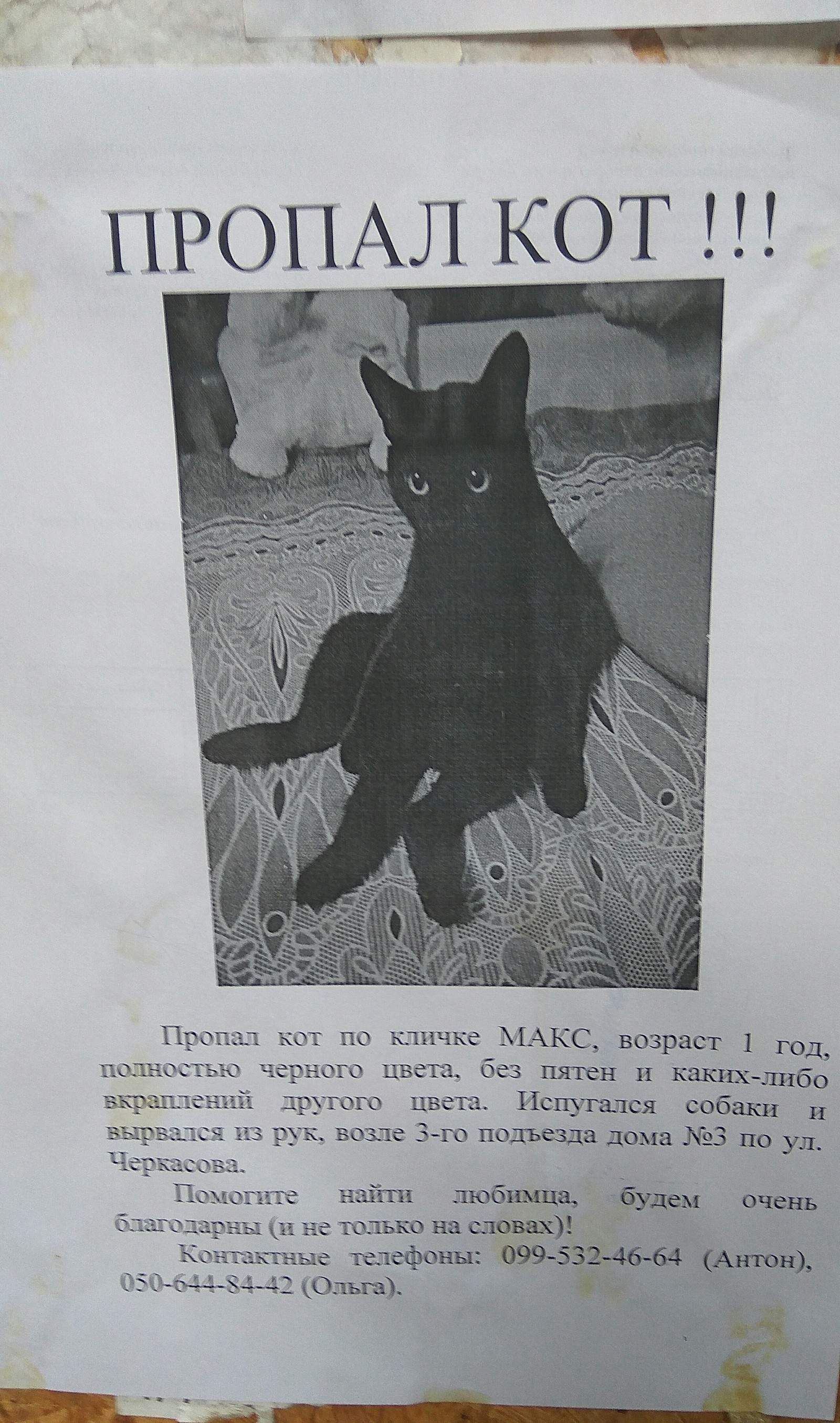 Donetsk, we need help!!! - My, Help, Lost cat, Donetsk, Pikabu help, Lost