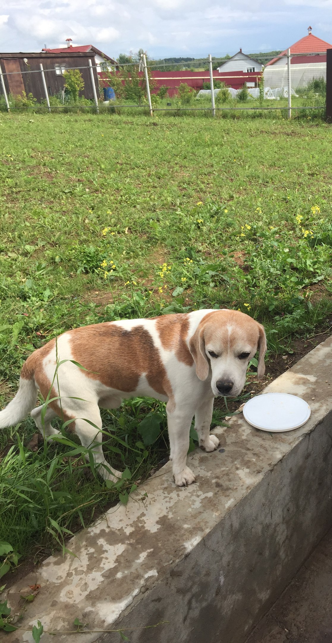 LOST DOG - The dog is missing, Beagle, Longpost, Tula region, Dog, Help, Helping animals