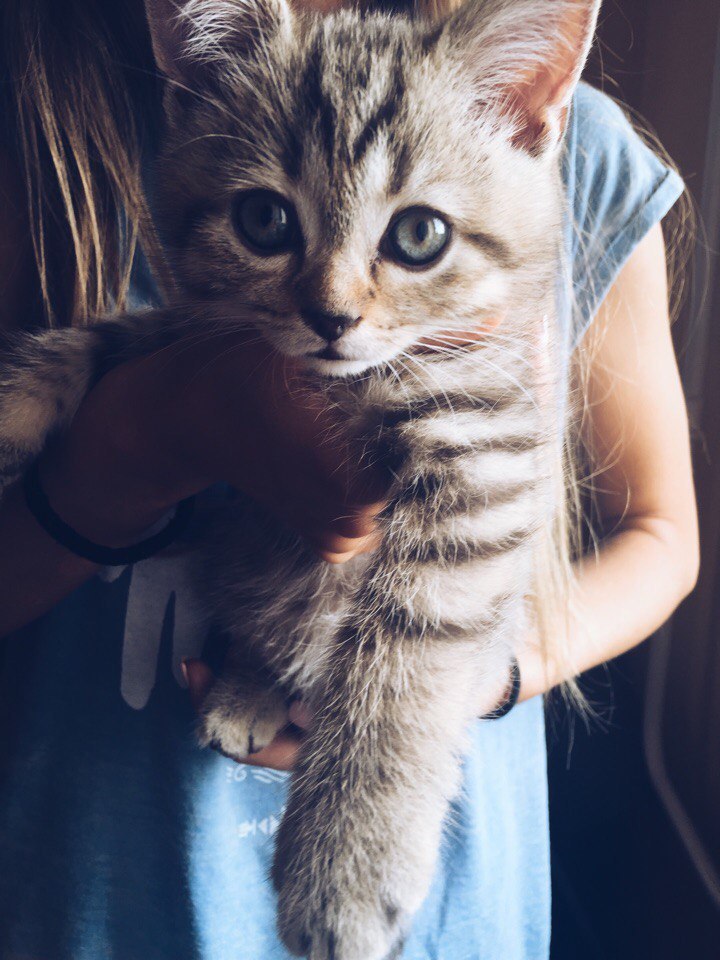 Fluffy joy :) - cat, Mustachioed - Striped, 