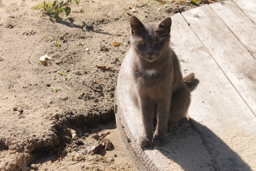 Мой личный Котоленд 93 - Моё, Кот, Приют, Доброта, Помощь, Котоленд, Липецк, Длиннопост, Приют Котоленд