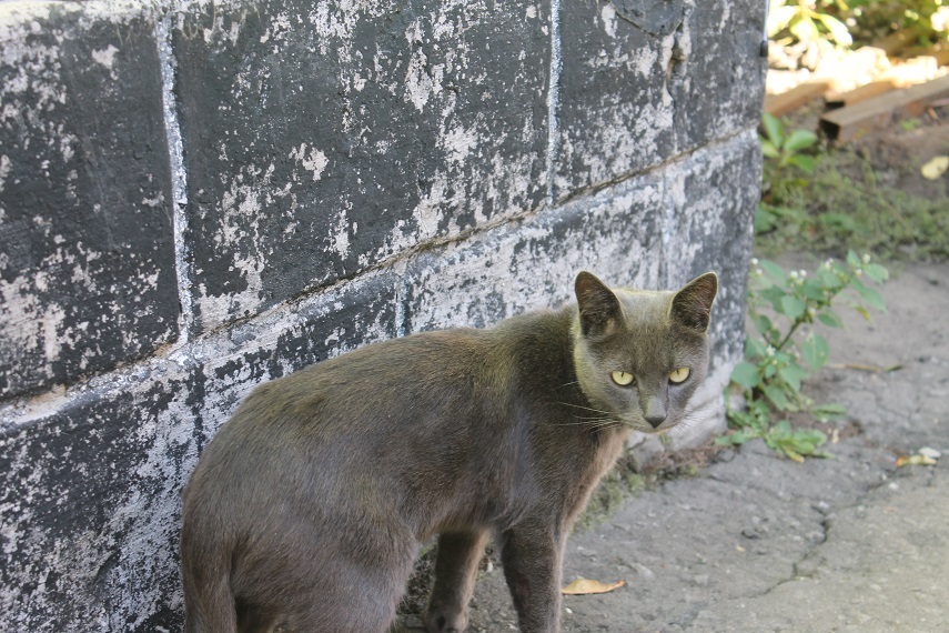 Мой личный Котоленд 93 - Моё, Кот, Приют, Доброта, Помощь, Котоленд, Липецк, Длиннопост, Приют Котоленд