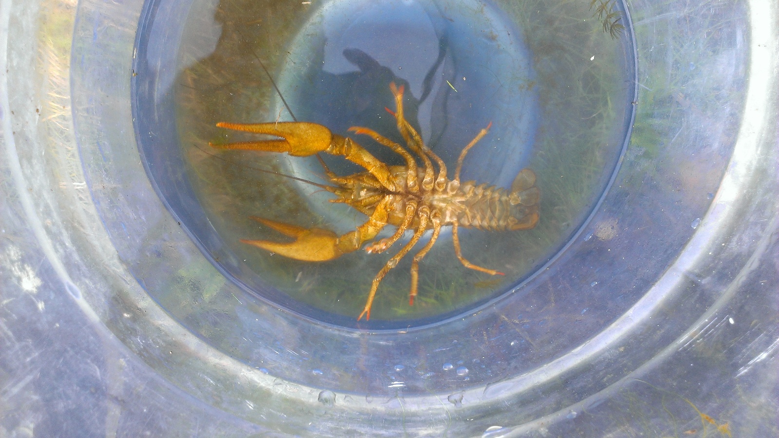 Crayfish for the weekend - My, Crayfish, Fishing, Nature, Beer, Longpost, The photo