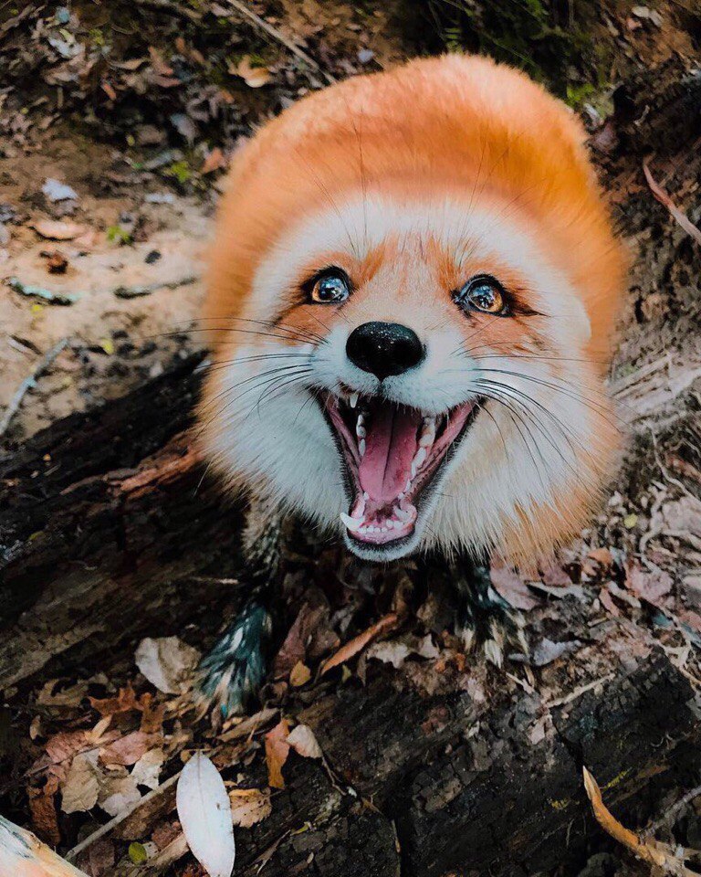 A little fox in your feed :3 - Fox, Longpost, The photo