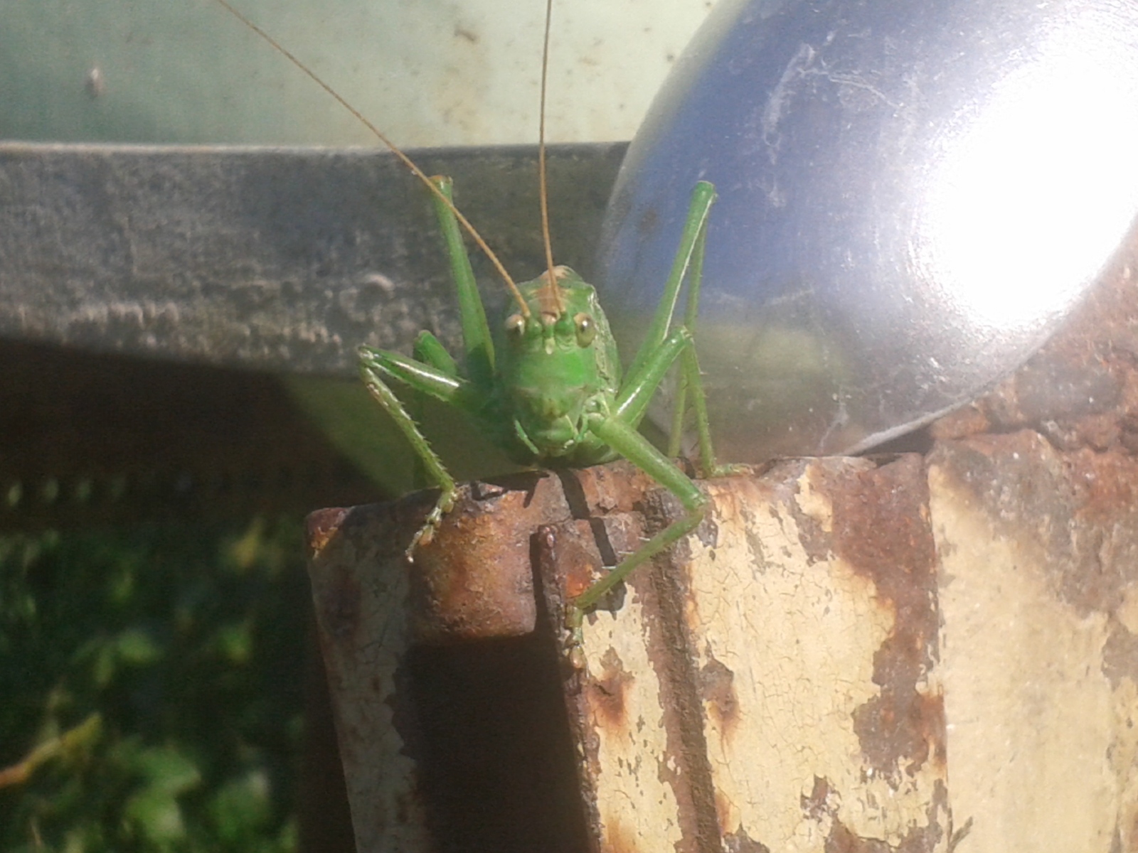 This grasshopper looks like he wants to tell me something. - My, Grasshopper, Scale, Insects, Pose