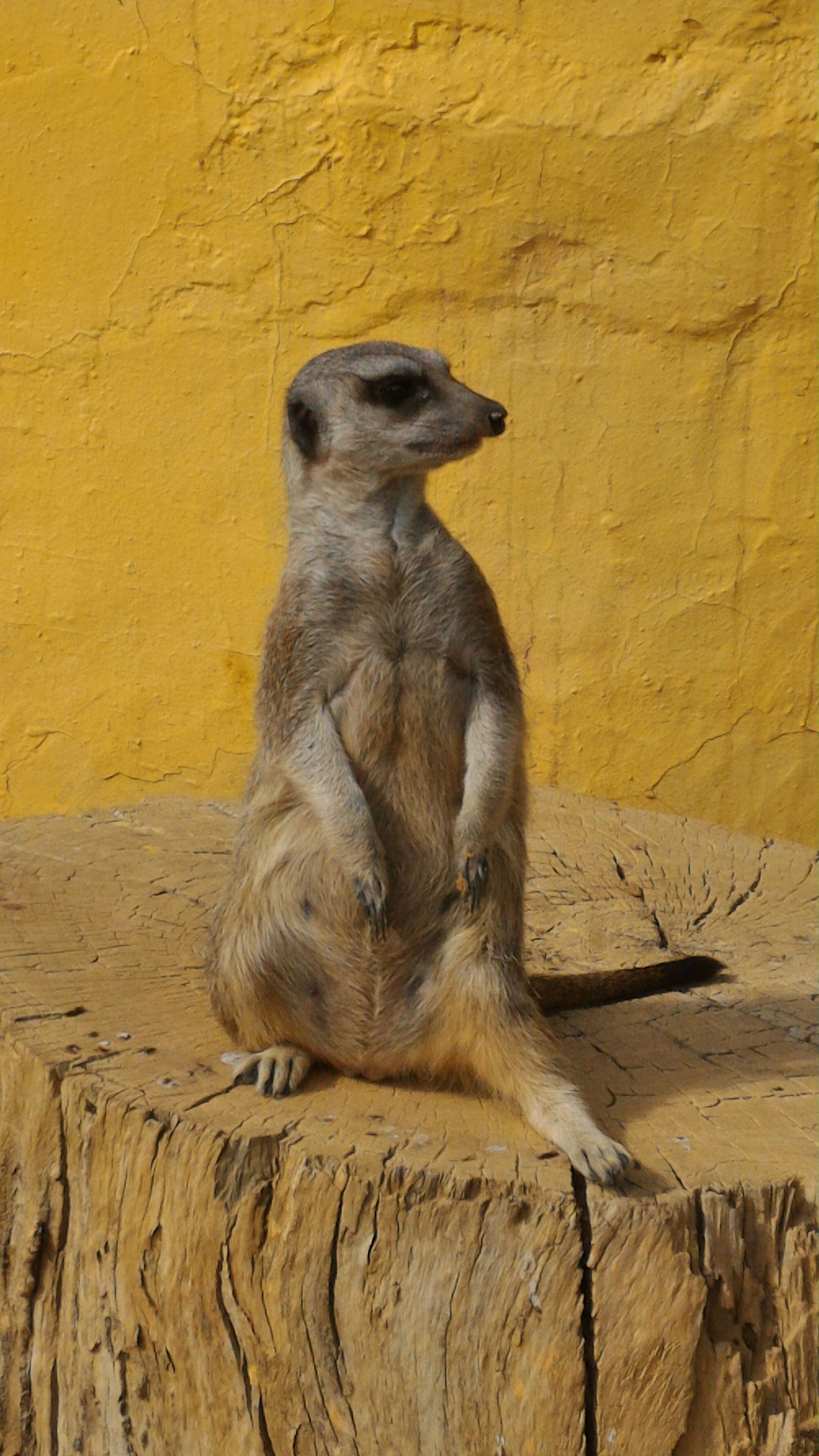 A bit of Phrygia Zoo (Tunisia, Hammamet) - My, Zoo, Animals, Tunisia, And I liked it., Video, Longpost