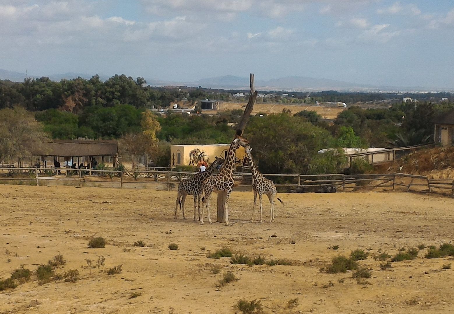 A bit of Phrygia Zoo (Tunisia, Hammamet) - My, Zoo, Animals, Tunisia, And I liked it., Video, Longpost