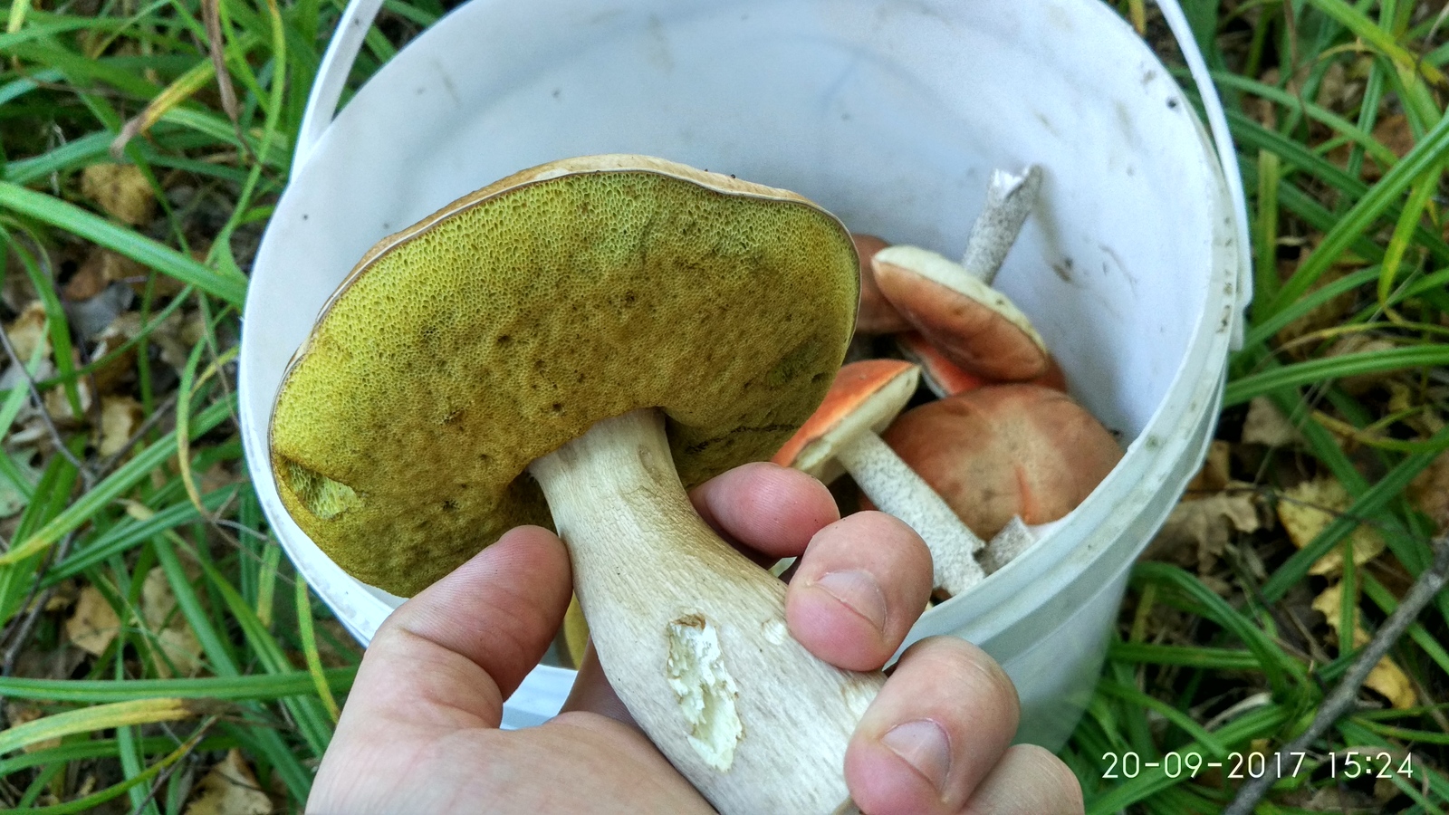 It's time for mushrooms. - My, , Bogorodsky District, Longpost