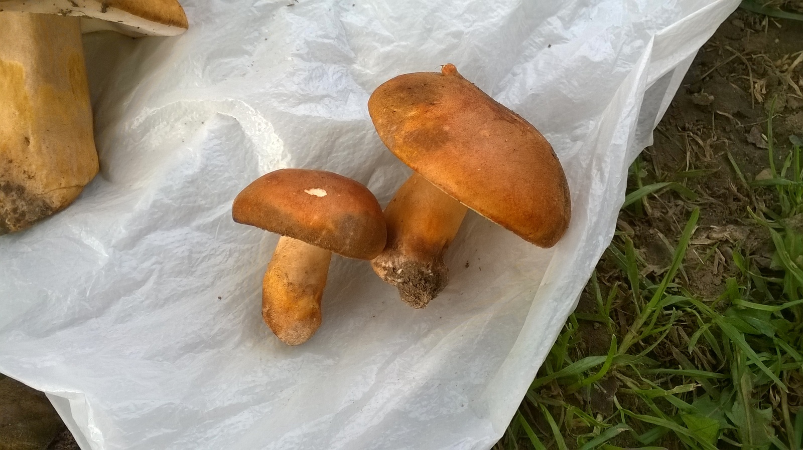 Help identify the mushroom - Mushrooms, Help me find, Republic of Belarus, Forest, Longpost