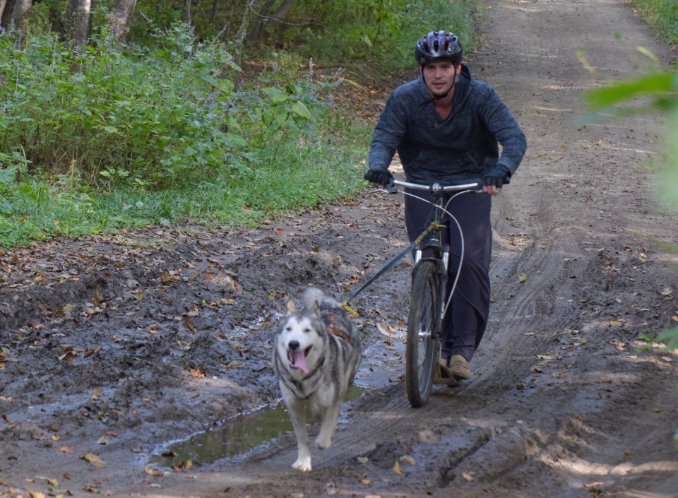 Riding sports of Primorye part 1 - My, Riding sports, Dog, Primorsky Krai, Video, Longpost