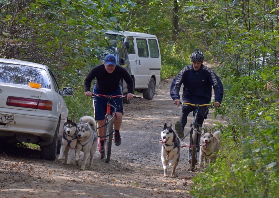 Riding sports of Primorye part 1 - My, Riding sports, Dog, Primorsky Krai, Video, Longpost