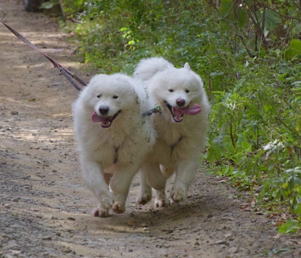 Riding sports of Primorye part 1 - My, Riding sports, Dog, Primorsky Krai, Video, Longpost