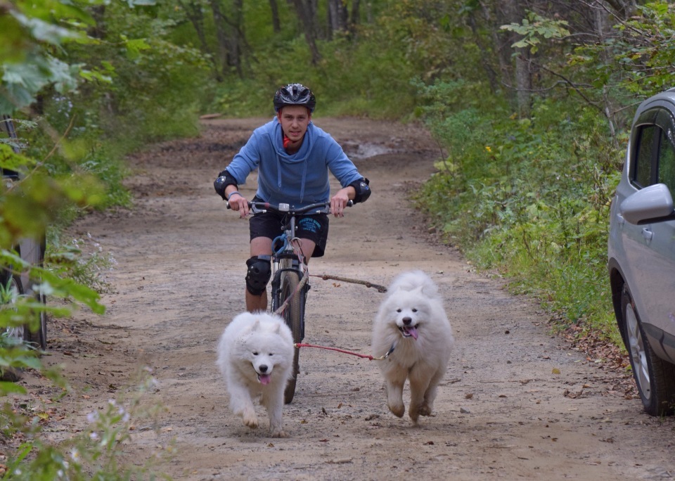 Riding sports of Primorye part 1 - My, Riding sports, Dog, Primorsky Krai, Video, Longpost