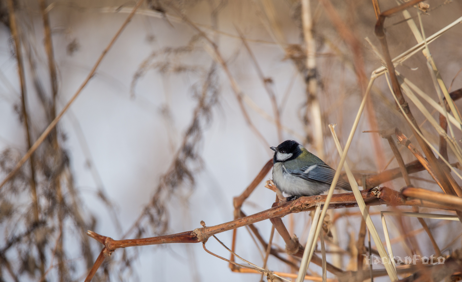 Titmouse birds. Moskovka, gaitka and long-tailed. - My, Birds, Tit, Chickadee, Long-tailed, Moskovka, Longpost