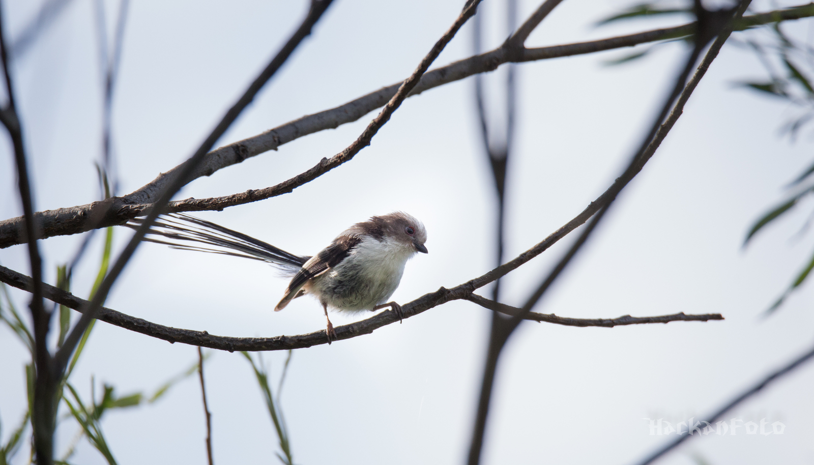 Titmouse birds. Moskovka, gaitka and long-tailed. - My, Birds, Tit, Chickadee, Long-tailed, Moskovka, Longpost