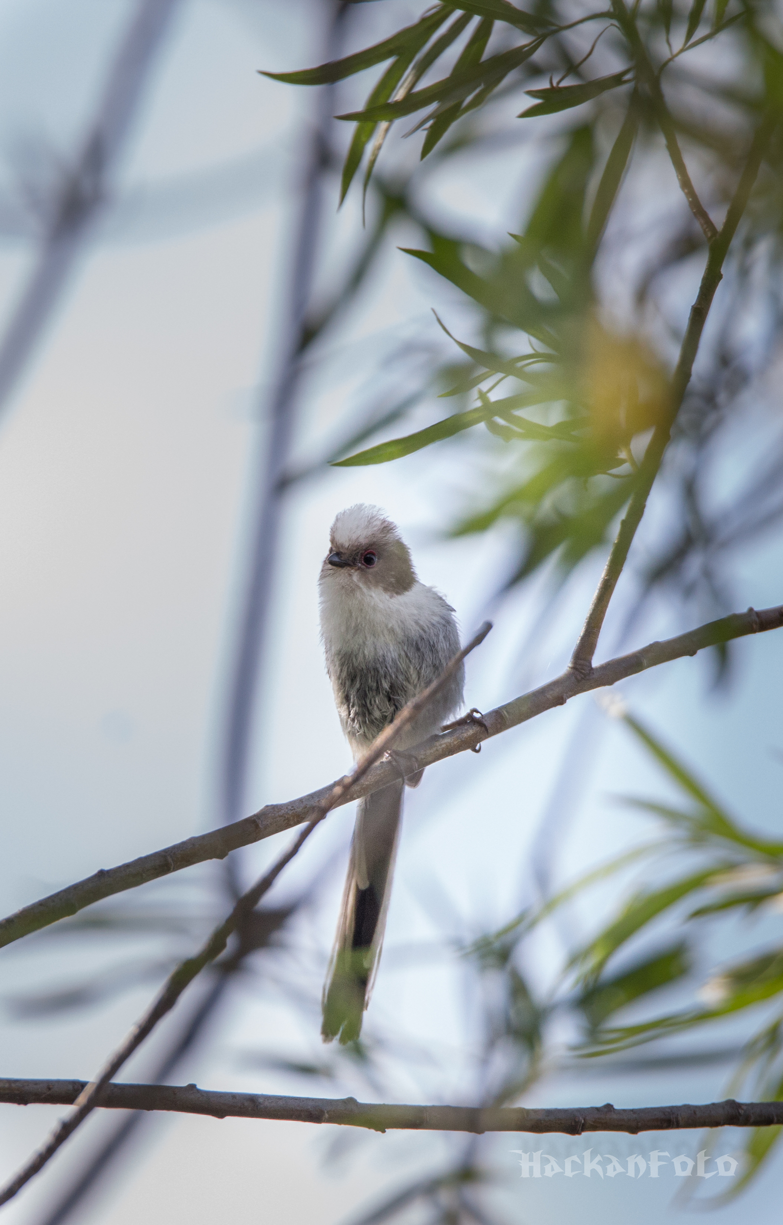 Titmouse birds. Moskovka, gaitka and long-tailed. - My, Birds, Tit, Chickadee, Long-tailed, Moskovka, Longpost