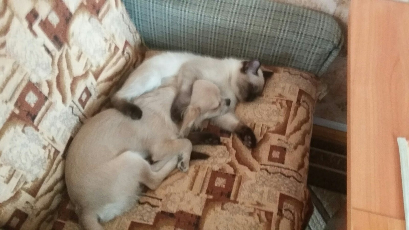 Sleep sleep. - My, Milota, Cats and dogs together, cat, Dog