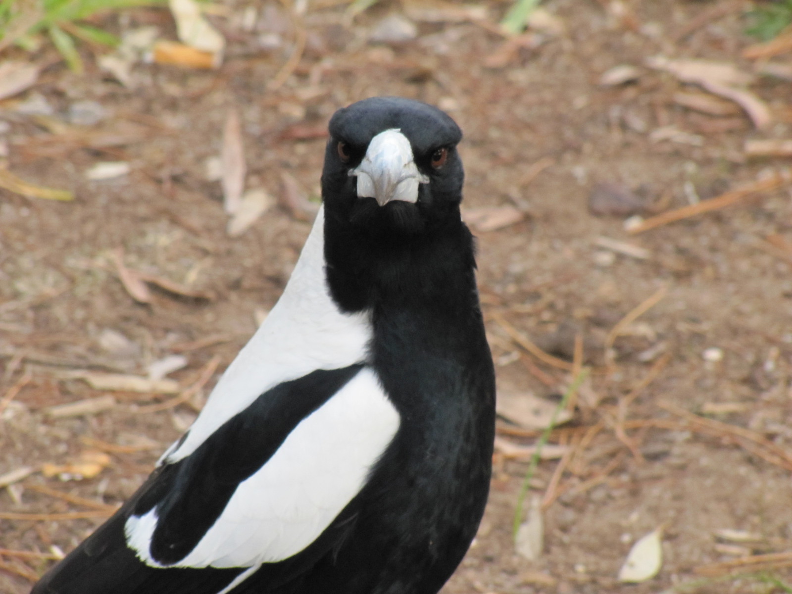 Watch out, magpies! - Australia, Ecology, Birds, Attack, Ecosphere, Magpie, Longpost, Video